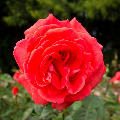 tehybrid Super Star (Tropicana, Tanorstar), Tehybridros, C4