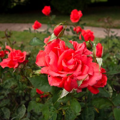 tehybrid Super Star (Tropicana, Tanorstar), Tehybridros, C4