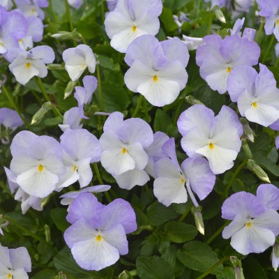 Viola x williamsii Ullas Favorit, Bukettviol, C11cm