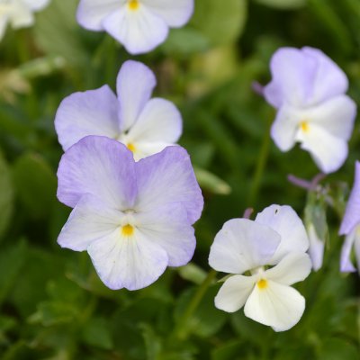 Viola x williamsii Ullas Favorit, Bukettviol, C11cm