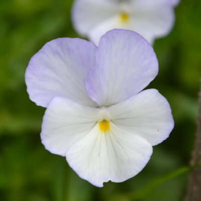 Viola x williamsii Ullas Favorit, Bukettviol, C11cm