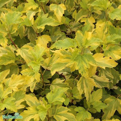 Physocarpus opulifolius Anny´s Gold ®, Smällspirea