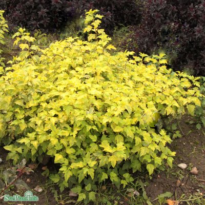 Physocarpus opulifolius Anny´s Gold ®, Smällspirea
