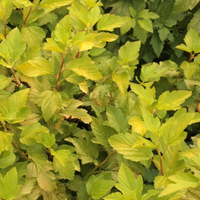 Physocarpus opulifolius Dart´s Gold, Smällspirea