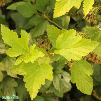 Physocarpus opulifolius Angel Gold ® / Minange, Smällspirea