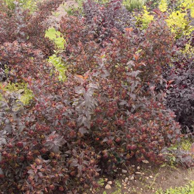 Physocarpus opulifolius Diable D´ Or´ ® (Mindia), Smällspirea