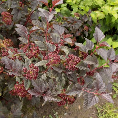 Physocarpus opulifolius Little Devil ® (Donna May), Djävulsbuske,Smällspirea