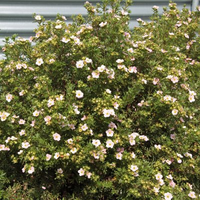 Dasiphora fruticosa Pink Beauty / Lovely Pink ®, Ölandstok