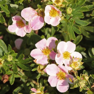 Dasiphora fruticosa Pink Beauty / Lovely Pink ®, Ölandstok