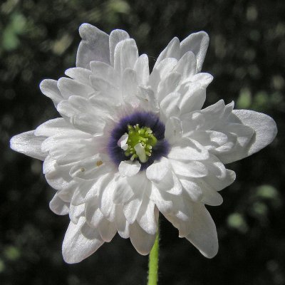 Anemone nemorosa Blue Eyes, Vitsippa, P9cm
