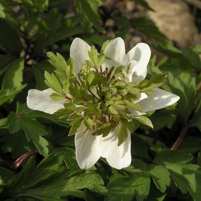 Anemone nemorosa Green Dream, Vitsippa, P9cm