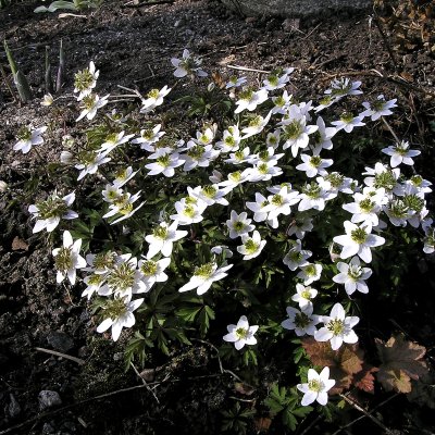 Anemone nemorosa Green Dream, Vitsippa, P9cm