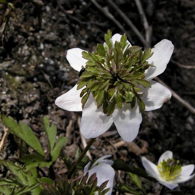 Anemone nemorosa Green Dream, Vitsippa, P9cm