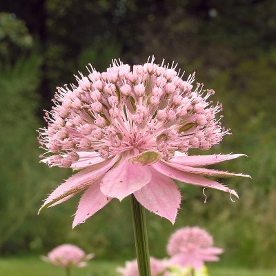 Astrantia major Rosea