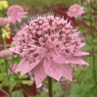 Astrantia major Rosea