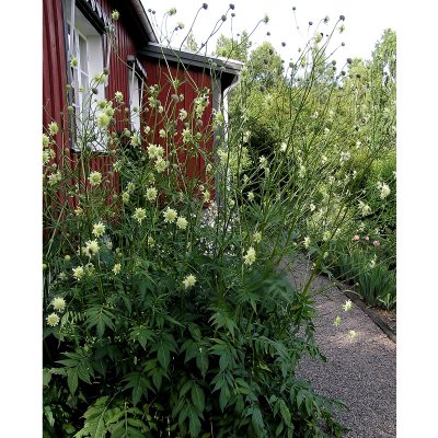 Cephalaria gigantea, Jättevädd