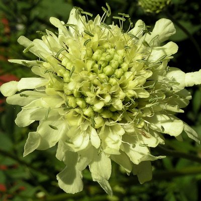 Cephalaria gigantea, Jättevädd