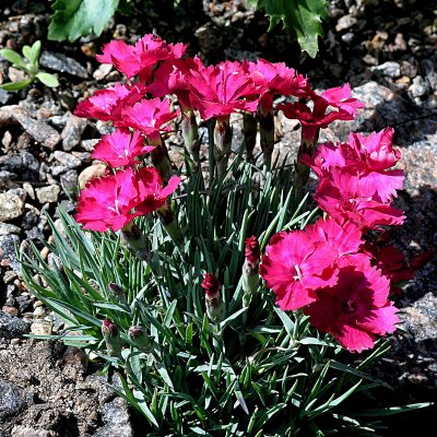 Dianthus gratianopolitanus Badenia, Bergnejlika, P9cm