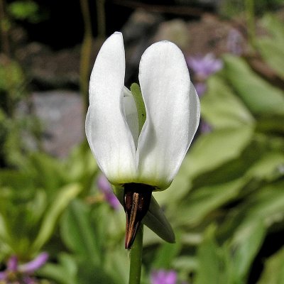 Dodecatheon dentatum, Tolvgudablomma, P9cm