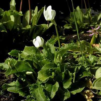 Dodecatheon dentatum, Tolvgudablomma, P9cm