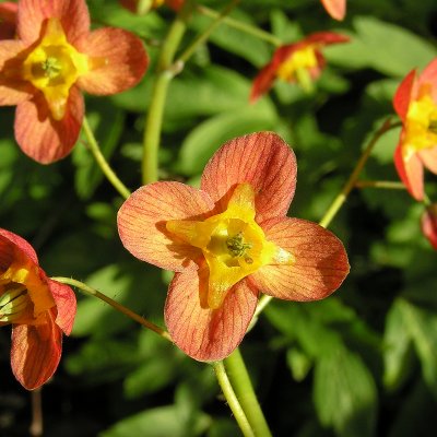 Epimedium x warleyense Orangekönigin, Kopparröd Sockblomma, P9cm