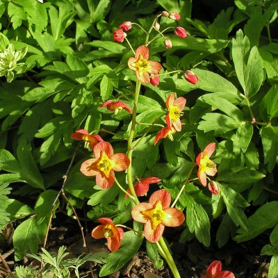 Epimedium x warleyense Orangekönigin, Kopparröd Sockblomma, P9cm