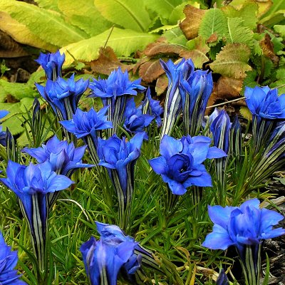 Gentiana sinoornata Eugens Allerbester, Höstgentiana