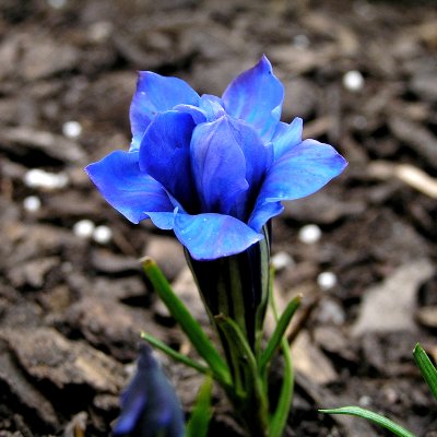 Gentiana sinoornata Eugens Allerbester, Höstgentiana