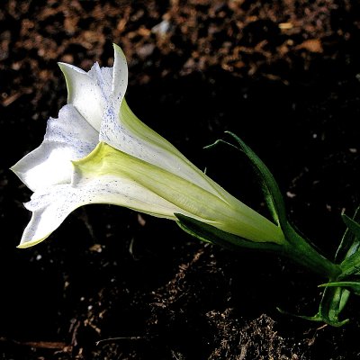 Gentiana sinoornata Serenity, Höstgentiana, P9cm