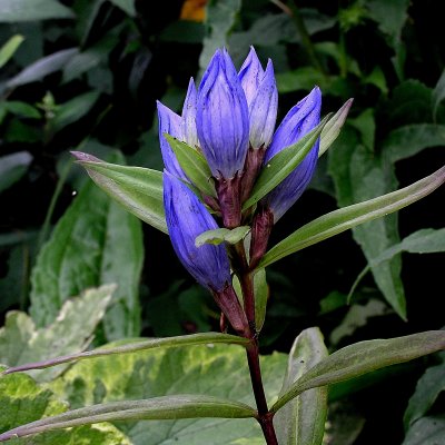 Gentiana asclepiadea, Knippgentiana, P9cm