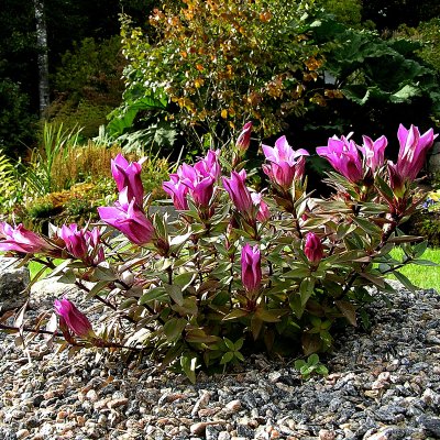 Gentiana scabra Zuiko Rindo, Klasegentiana, P9cm