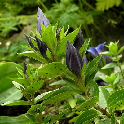 Gentiana septemfida, Fransgentiana, P9cm