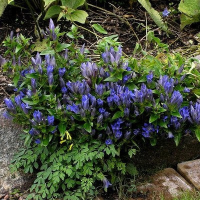 Gentiana septemfida, Fransgentiana, P9cm