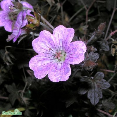 Geranium hybr. Dusky Crûg, Trädgårdsnäva
