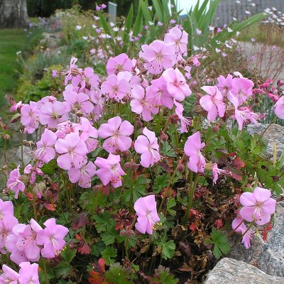 Geranium dalmaticum, Dvärgnäva, P9cm