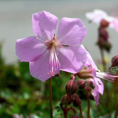 Geranium dalmaticum, Dvärgnäva, P9cm