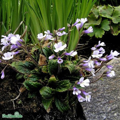 Haberlea rhodopensis, Haberlea