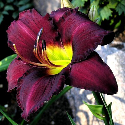 Hemerocallis hybr. Bela Lugosi, Daglilja, SQ1