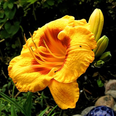 Hemerocallis hybr. Fooled Me