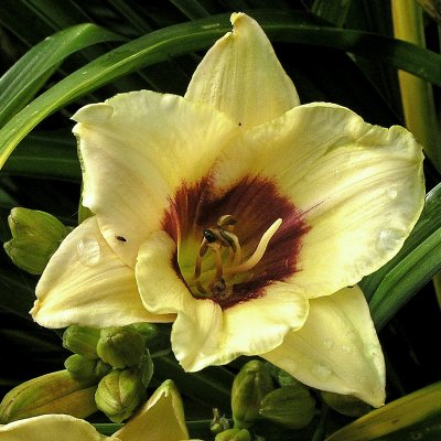 Hemerocallis hybr. Pandoras Box, Daglilja, SQ1