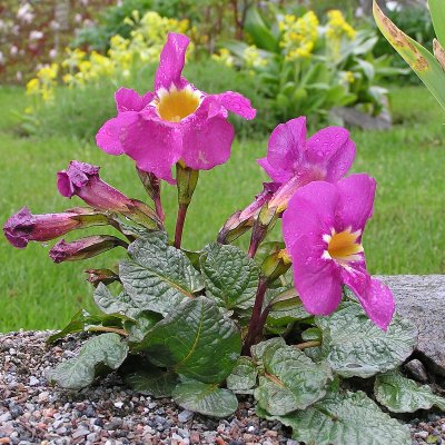 Incarvillea delavayi, Rosenincarvillea