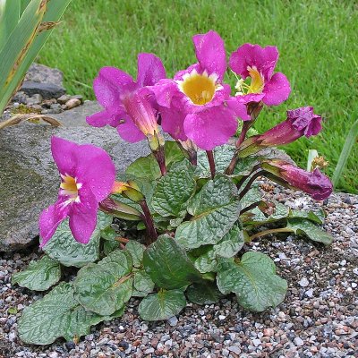 Incarvillea delavayi, Rosenincarvillea