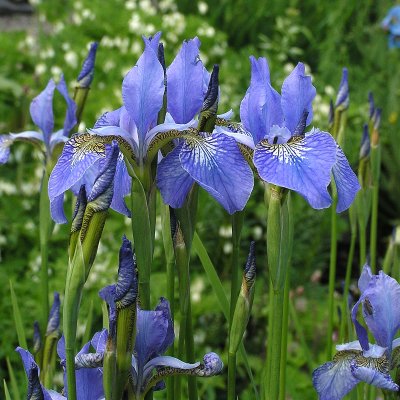 Iris sibirica Blue King