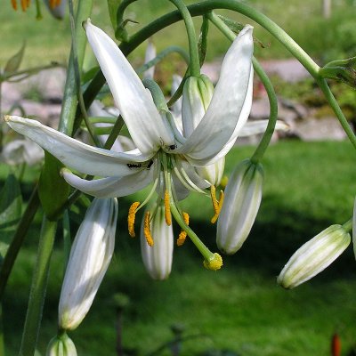 Lilium martagon Album, Krollilja, P11cm