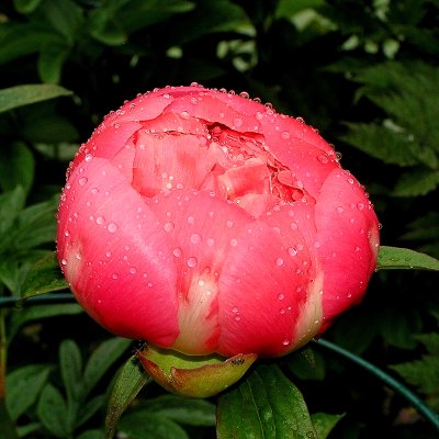 Paeonia hybrid Pink Hawaiian Coral, Pion