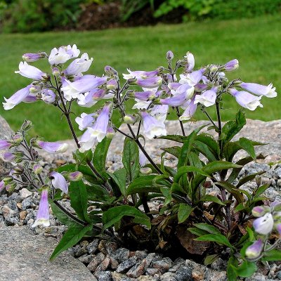 Penstemon hirsutus Pygmaeus, Azurpenstemon