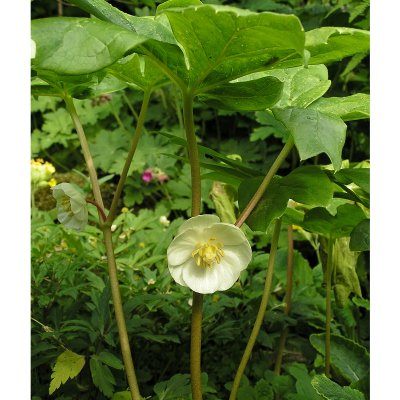 Podophyllum peltatum, Amerikanskt Fotblad, P9cm