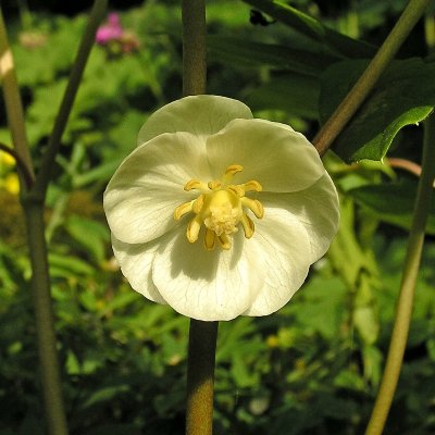Podophyllum peltatum, Amerikanskt Fotblad, P9cm