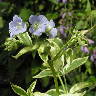 Polemonium reptans Stairway To Heaven, Krypblågull