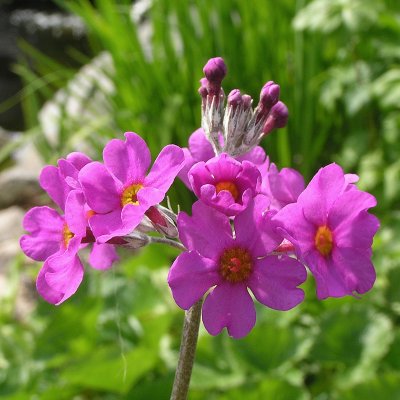 Primula beesiana, Röd Kandelaberviva, P9cm